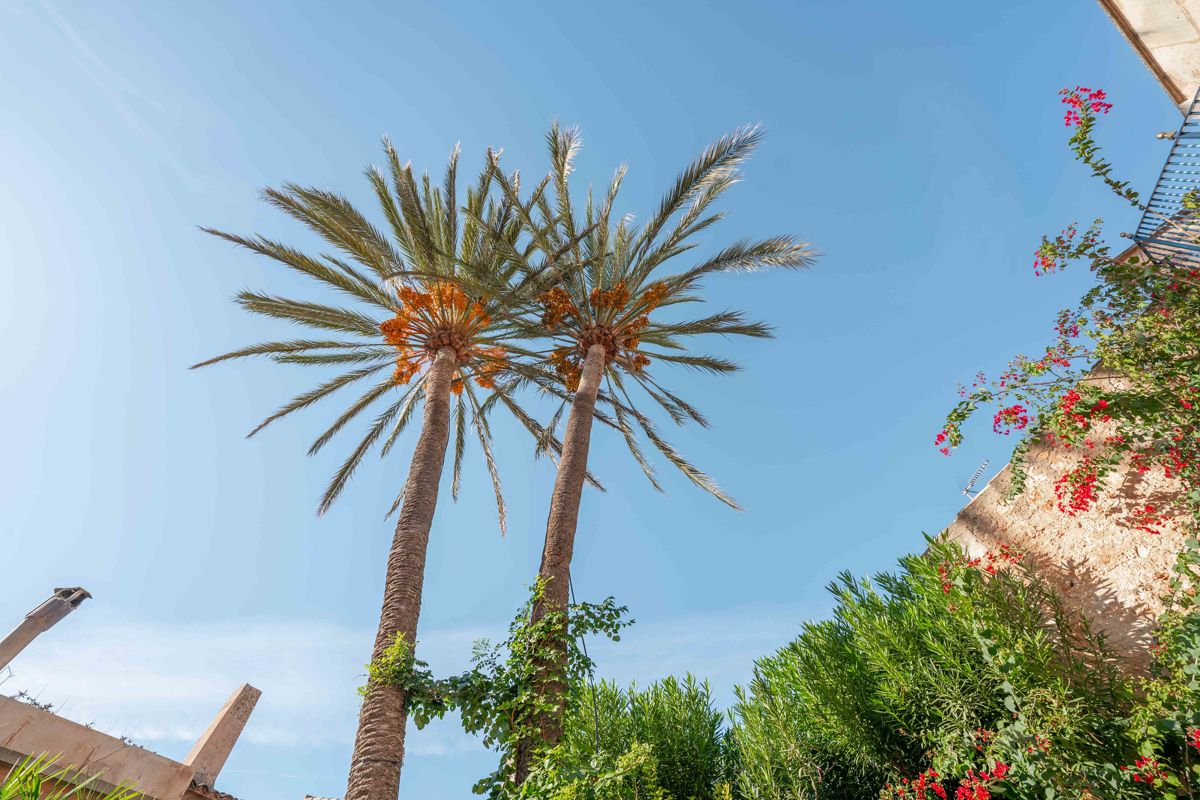 Hundertjährige Palmen 